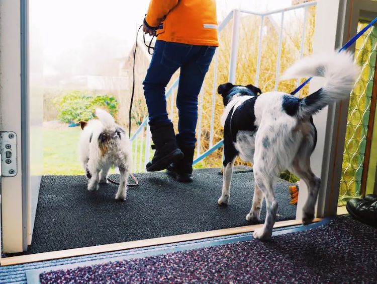 pet sitter walk