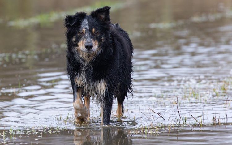 dog walking in water
