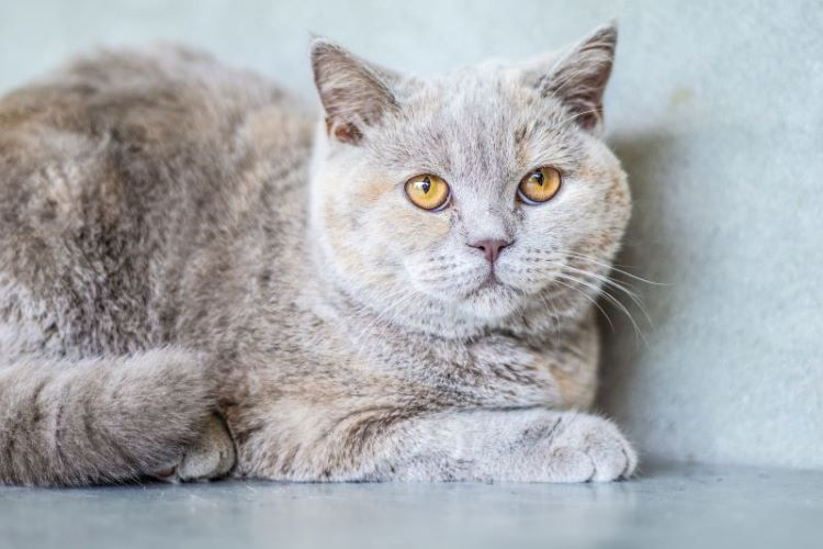 cat-orange-eyes-gray