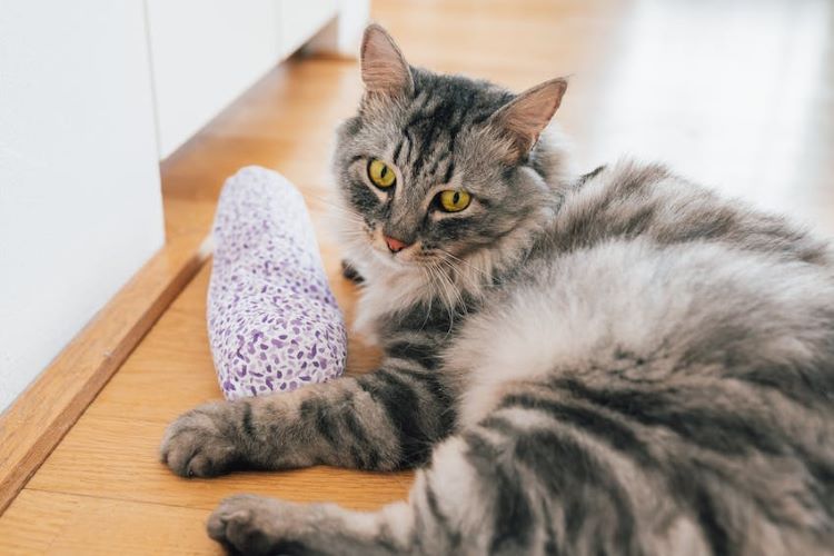 cat-toy