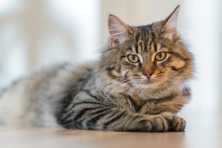 A fluffy tabby cat at risk of feline lower urinary tract disease laying on the floor looking forward.