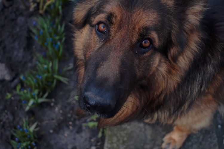 dog-german-shepherd