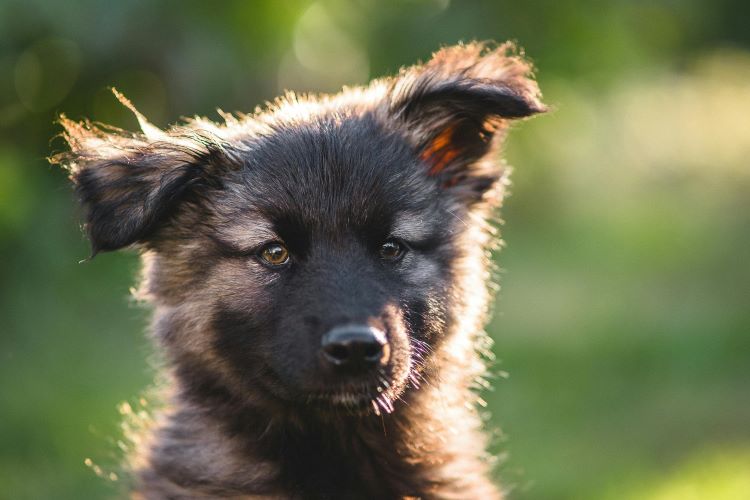 A German Shepherd puppy outdoors for puppy potty training.