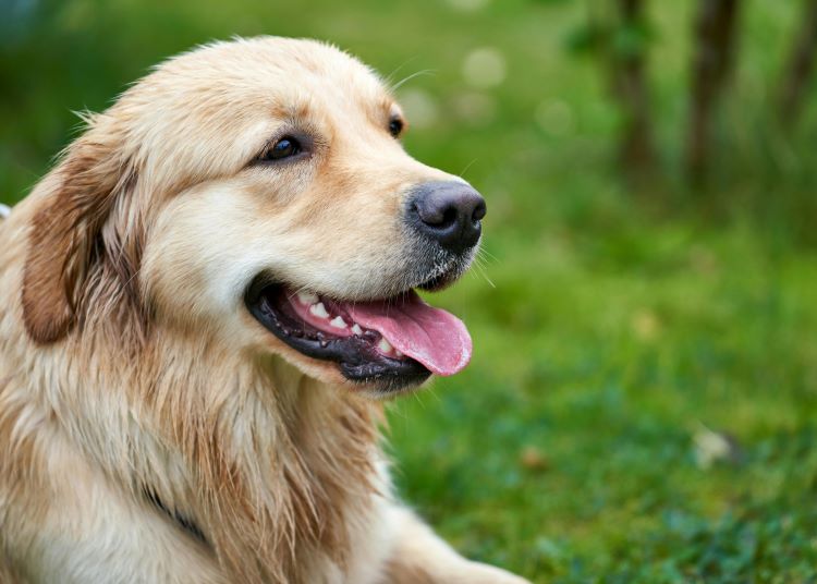 golden-retriever-outside