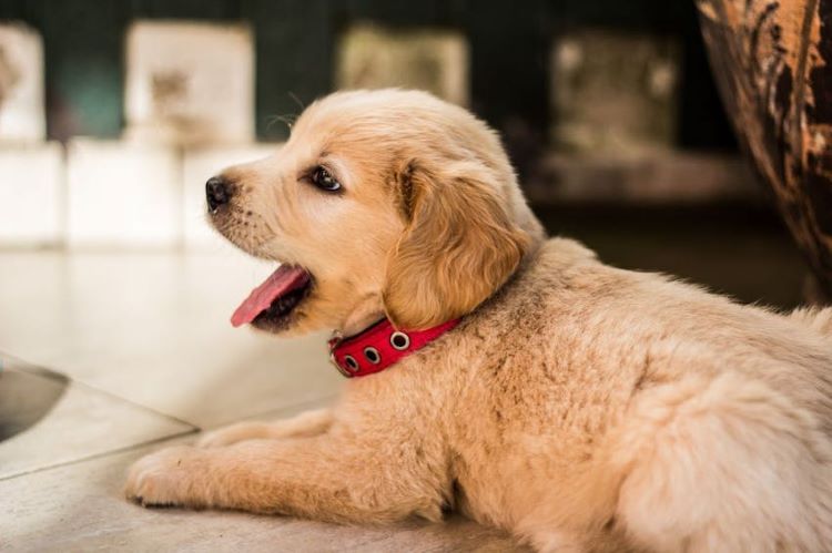 puppy-yawning