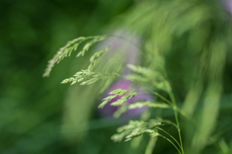Close up view of grass awns that can harm dogs.