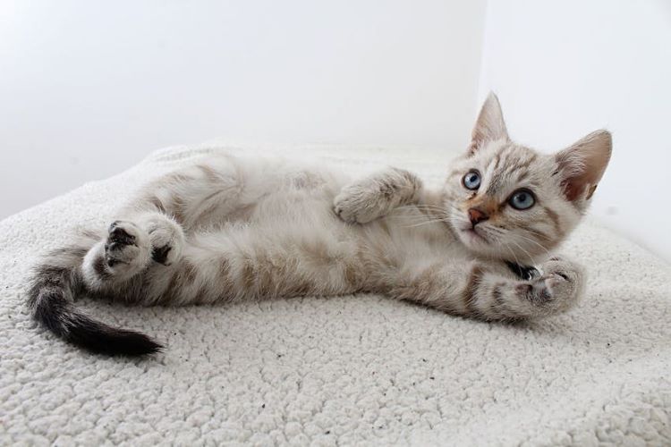 gray-tabby-kitten-laying-down