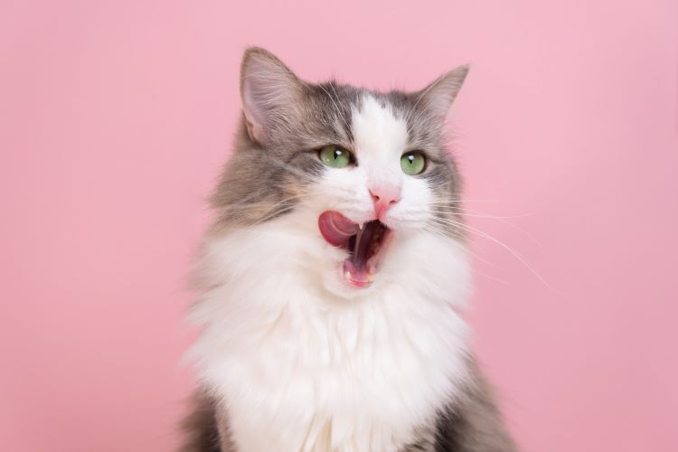 cat-pink-background