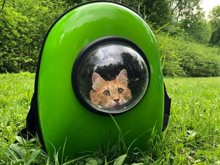 green-cat-backpack