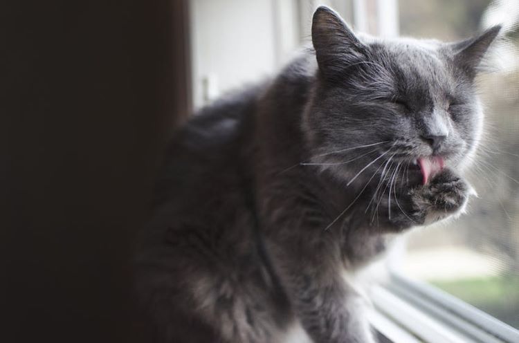 grey-cat-licking-paw