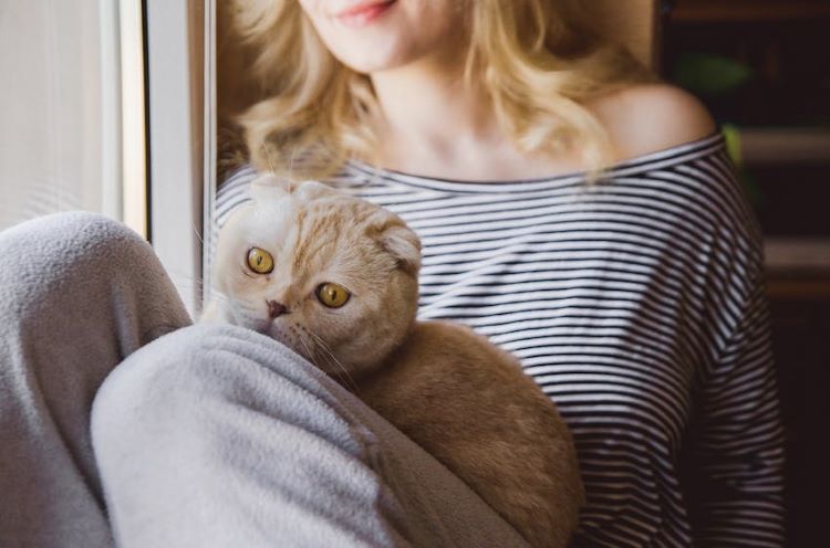 cat-owner-lap