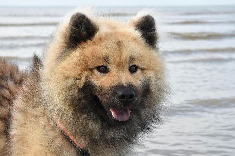 A happy-looking fluffy brown dog standing in front of the ocean on Spoil Your Dog Day.