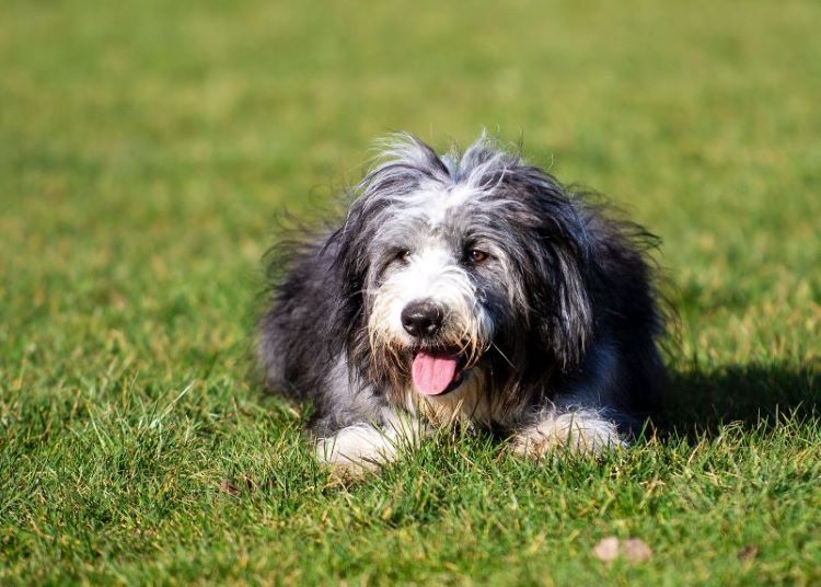 Dog in field
