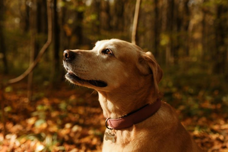 Dog Autumn