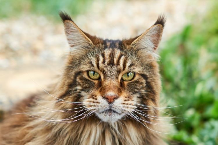 maine-coon-cat-forward