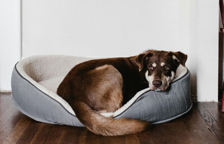 Front view of an elderly dog with pancreatitis resting in an orthopedic pet bed on a wood floor.