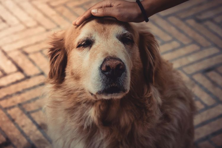 Old dog pet products