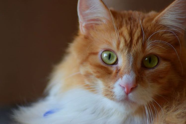 orange-ragamuffin-cat