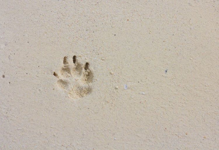 paw-print-sand