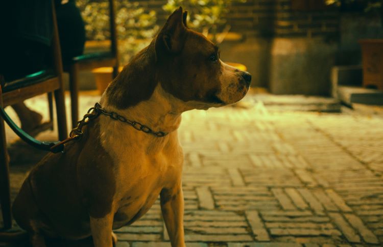 pit-bull-night-playground