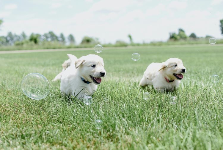 puppies playing