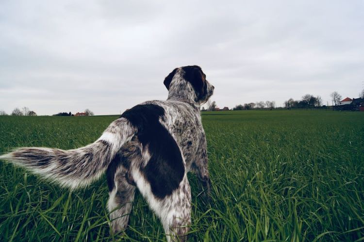 Pointer dog in field