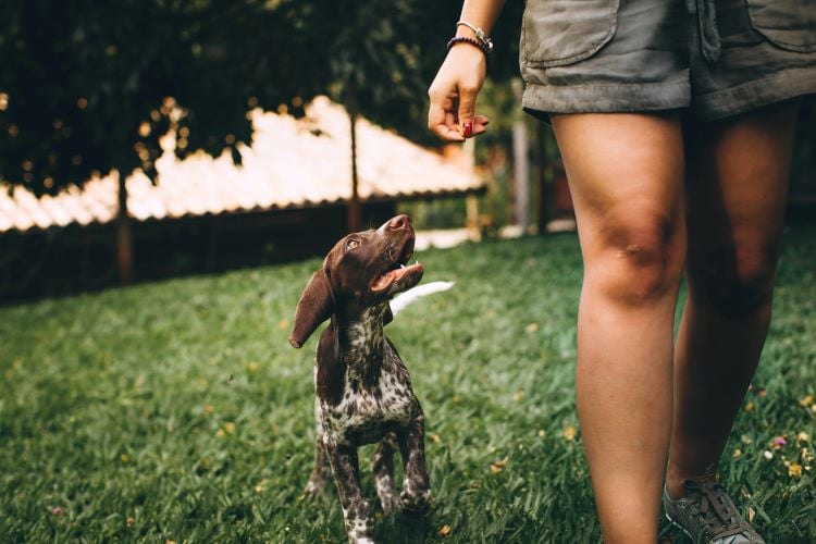 A pointer puppy following its pet owner out in public.