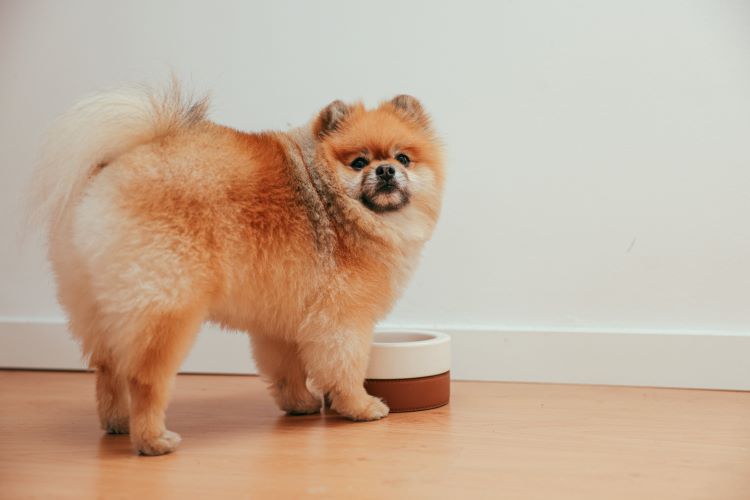 A pomeranian puppy looking up from a dog food bowl on the floor.