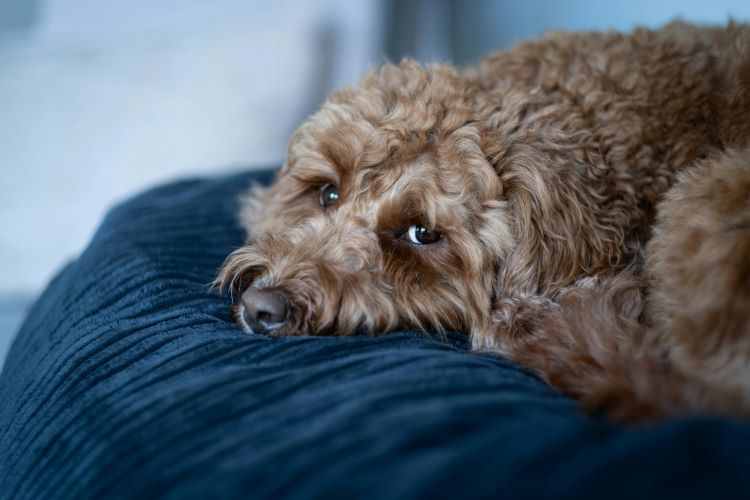 A pregnant dog laying down on a blue dog bed looking forward.