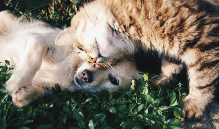 dog-cat-nuzzle