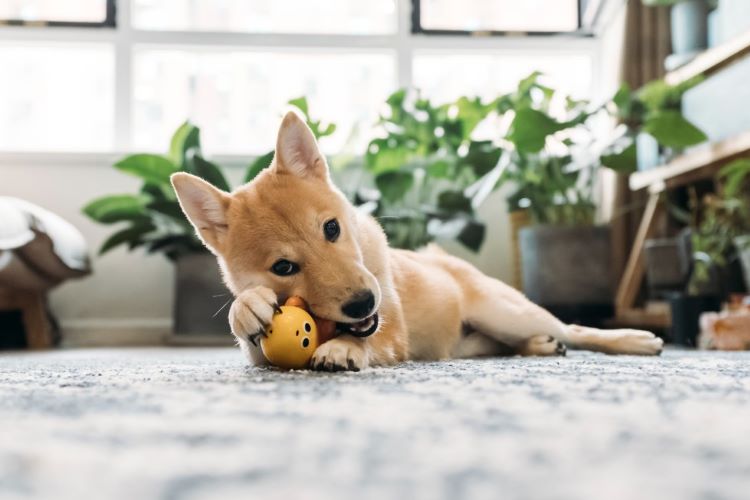 Pet Safe Toys For Puppies Reference: 8 Tips For Choosing Pet Safe Toys