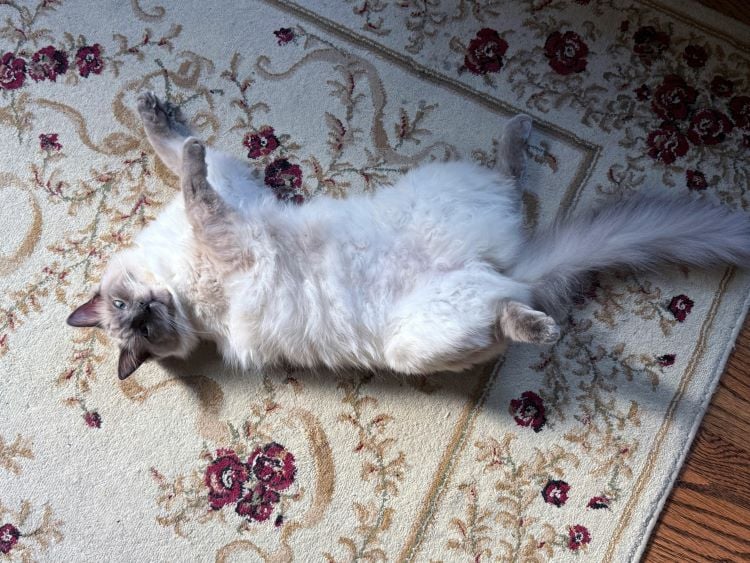 10 Cats for People with Allergies