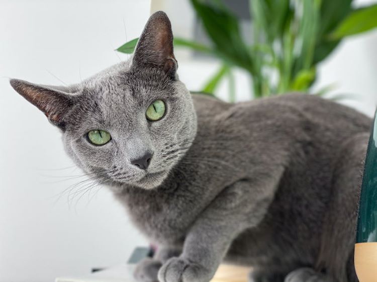 The Russian Blue All About This Mysterious Gray Cat Breed The Russian Blue All About This Mysterious Gray Cat Breed