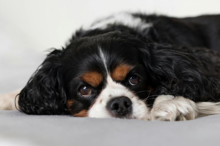 small-dog-laying-down