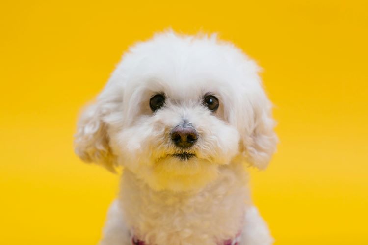 Petit chien blanc