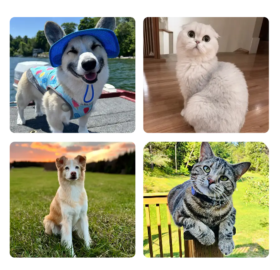 Four images - two dogs and two cats