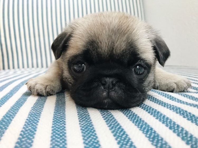 A small puppy laying on a striped chair.