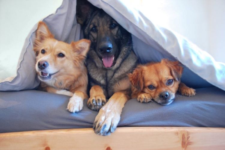three-dogs-blanket