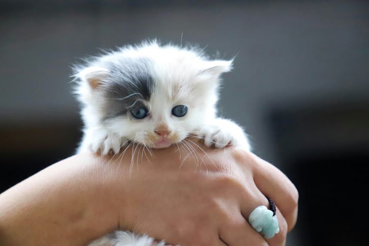 A human hand holding a tiny kitten in need of a cat insurance plan.