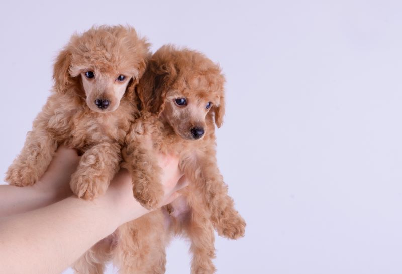 Hypoallergenic Dog Breeds