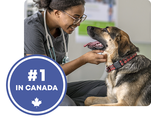 A vet and a dog