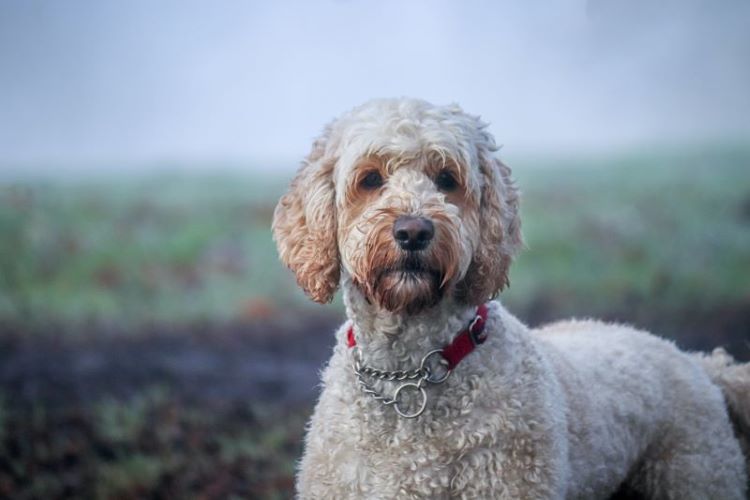 lost-labradoodle