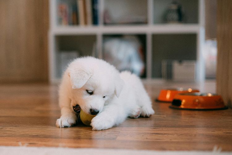 Cute white puppy biting a ball in front of two food bowls.