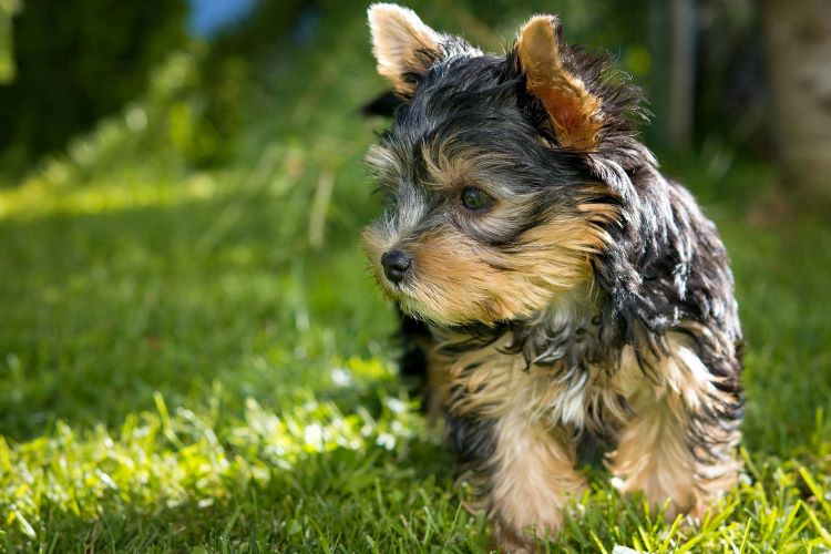 yorkie-puppy