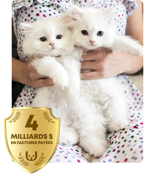 2 chatons blancs tenus dans les bras de Somoene