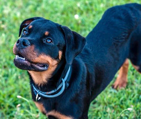 A dog looking up