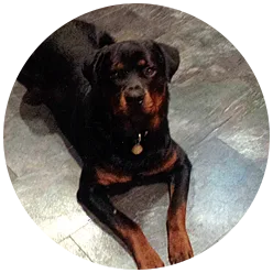 customer dog