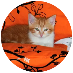 customer cat
