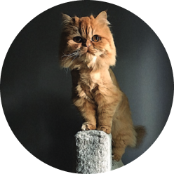 Catslider3