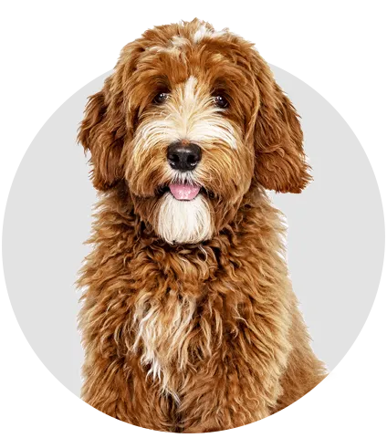 A brown and white dog stares at you